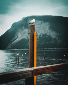 Solitude And Nature'S Calm, Seagull Perched On Wooden Post Overlooking Serene Lake And Mountain Landscape