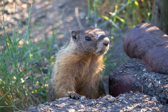 Wildlife Conservation And Nature Photography, Groundhog Posing For Close-Up In Natural Habitat With Sunlight Rays
