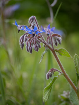 Beautiful blue borage flower in nature.
