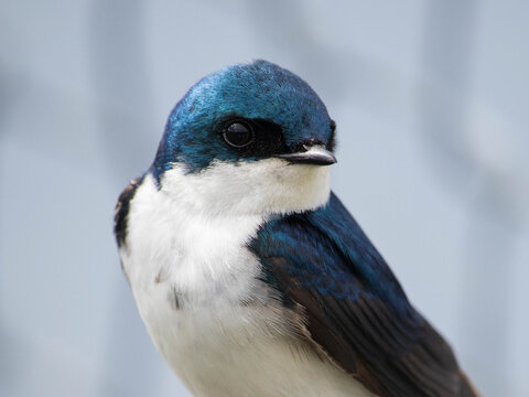 Tree Swallow Bird Close-Up Wildlife Photography Nature Conservation Avian Species Environmental Protection Blue And White Plumage