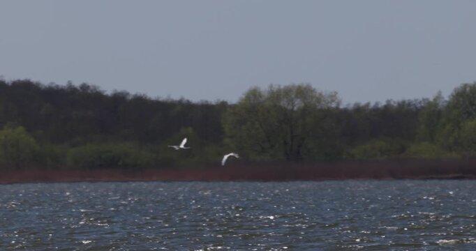 Wide shot of three white swans flying low over water from horizon towards camera in Curonian Lagoon, shot in slow motion