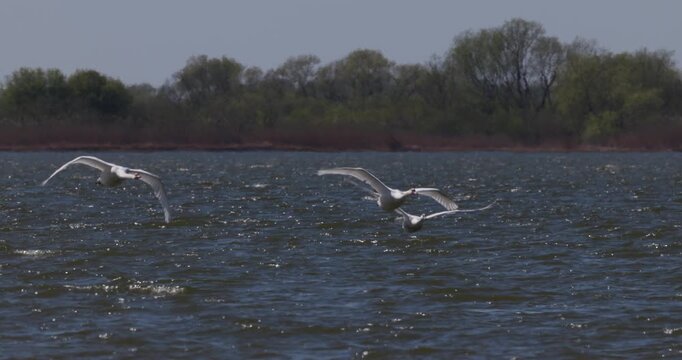 Close-up tracking shot of three white swans flying right past camera low over water surface in Curonian Lagoon, shot in slow motion