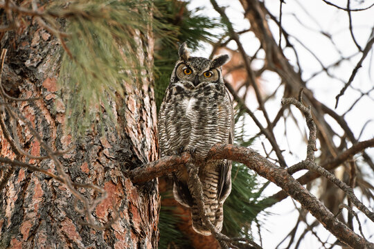 Wildlife Conservation And Nature Photography, Great Horned Owl Perched On A Tree Branch In Its Natural Habitat