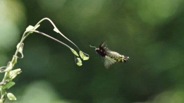 Golden birdwing butterfly flying near green plant in natural habitat