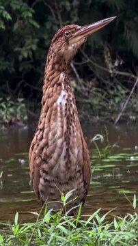 A beautiful pinnated bittern standing in the shallow water of a wetland