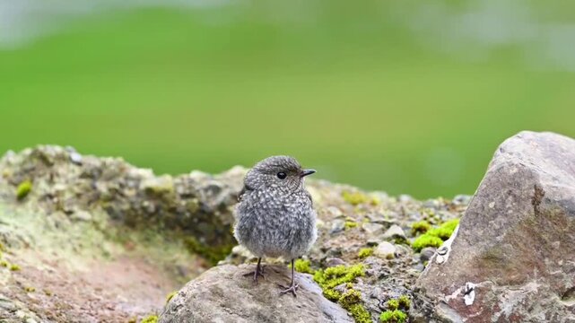A young european robin fledgling perched on a mossy rock in nature