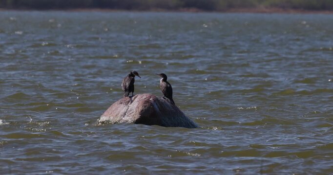 Group of great cormorants in open water, two wild birds sitting on a rock while third one is swimming nearby, wildlife behavior slow motion