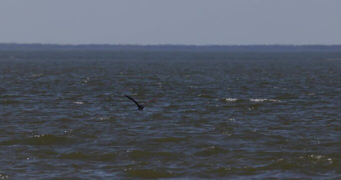 Great cormorant flying low over water surface and moving away from camera in slow motion, wild bird in skim flight over sea waves