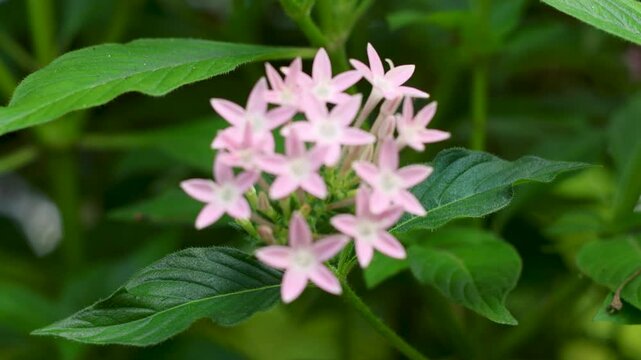 Red Pentas Lanceolata flower (Star flower)