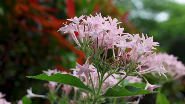 Red Pentas Lanceolata flower (Star flower)