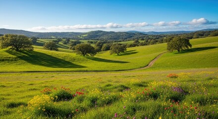 Obraz premium Rolling Green Hills with Wildflowers and Oak Trees in Spring