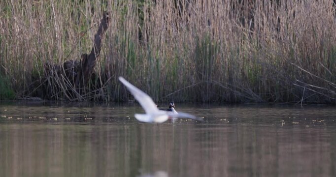 Two great crested grebes swimming on calm water surface at sunset in slow motion, carrying cute small chicks on their backs, wildlife parenthood