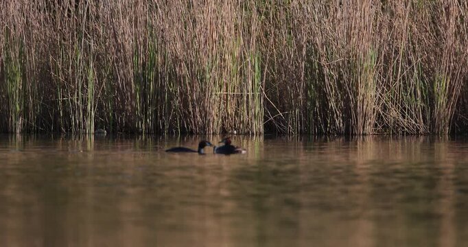 Great crested grebe parent feeding its small chick on calm water surface at sunset in slow motion, wildlife family care and parenthood