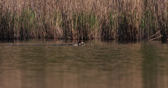 Great crested grebe swimming on water surface at sunset in slow motion, carrying caught small fish in its beak, wildlife hunting and feeding
