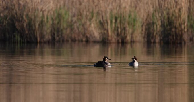 Two great crested grebes swimming on calm water surface at sunset in slow motion, carrying cute small chicks on their backs, wildlife parenthood