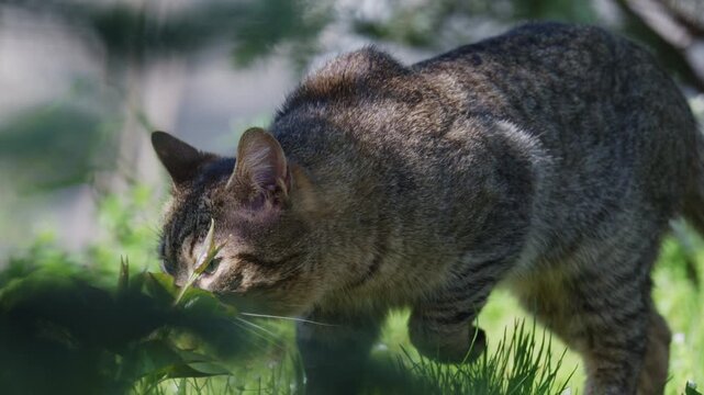 Tabby cat sniffing and exploring fresh green grass in a natural environment
