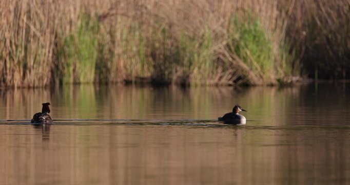 Two great crested grebes swimming on calm water surface at sunset in slow motion, carrying cute small chicks on their backs, wildlife parenthood