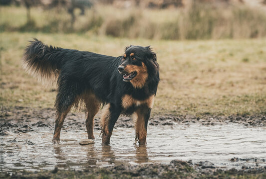 Black And Brown Dog Standing in Muddy Water Outdoors.