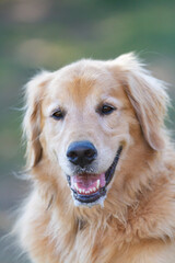 Obraz premium Golden Retriever Portrait With Happy Expression Outdoors.
