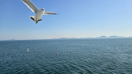 Obraz premium seagull in flight