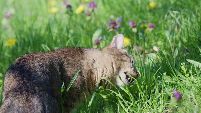 Tabby cat sniffing and exploring fresh green grass in a natural environment