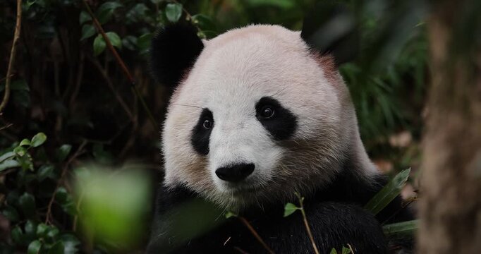 Giant panda eat bamboo leaves in the zoo, China