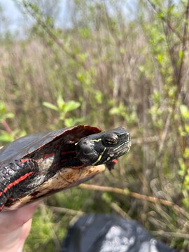 A hand holding a colorful painted turtle with an aural abscess ear infection on the right sides of its face. The background features natural marsh vegetation.
