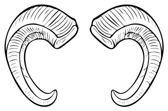 Illustration of two detailed ram horns facing opposite directions, black outline.