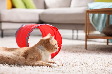 Fototapeta premium Cute cat resting on carpet and toy tunnel at home, space for text