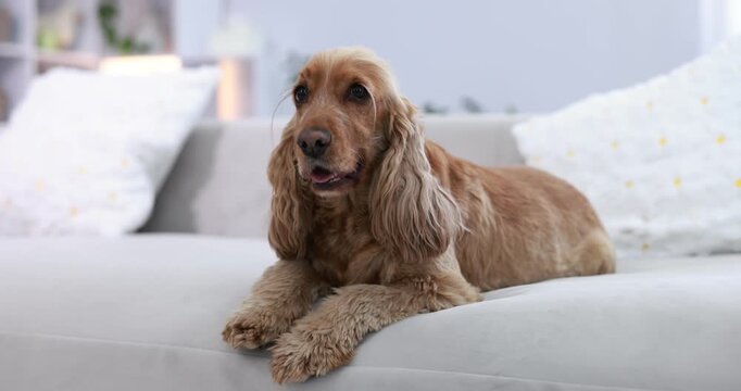 English Cocker Spaniel dog on sofa at home