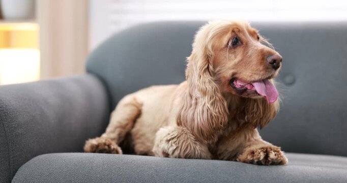 English Cocker Spaniel dog resting on sofa at home