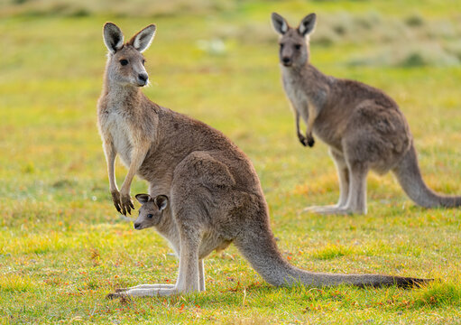 kangaroo and baby