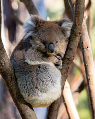 koala in tree © Tim