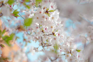Fototapeta premium Pale pink cherry blossoms in full bloom on branches with soft bokeh, spring in Japan