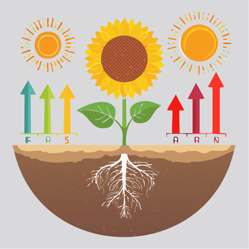 Sunflower Growth and Nutrient Uptake Infographic