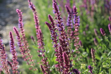 Obraz premium Purple wildflowers blooming in sunny meadow with soft bokeh background
