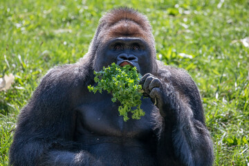 Naklejka premium Western Lowland Gorilla, Silverback Eating Greens Wildlife Portrait Photography.