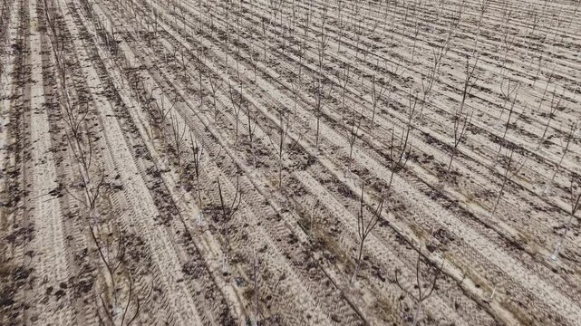 Aerial drone shot flying forward over a field with rows of young leafless orchard trees on a winter day in Poland.