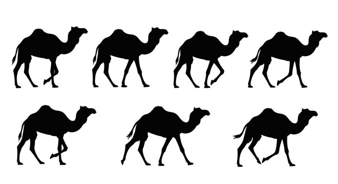 Camel Silhouette Sequence