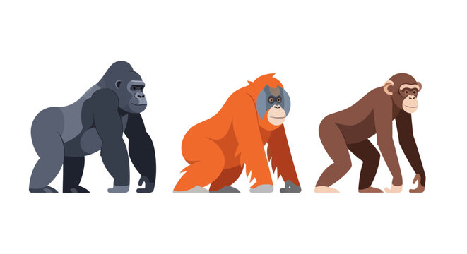 Gorilla, Orangutan, Chimpanzee: Three Great Apes Illustration
