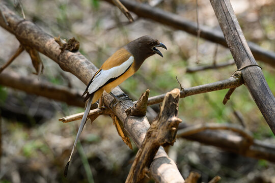 Rufous Treepie (Dendrocitta vagabunda) in a dynamic calling pose, showing its long tail and distinctive plumage on a forest branch.