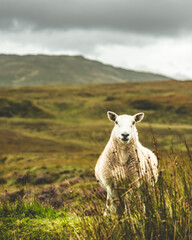 Scottish Sheep Moorland Isle of Skye Highlands © riccardo