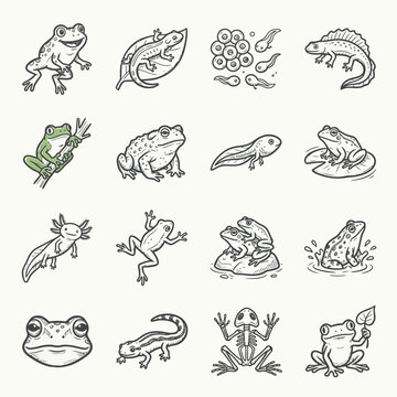 Diverse hand-drawn amphibian illustrations including frogs, tadpoles, and salamanders