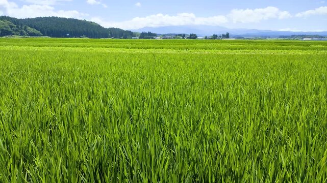 夏の庄内平野の田園風景