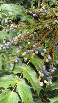 Oregon grape - Mahonia aquifolium - close up with berries.