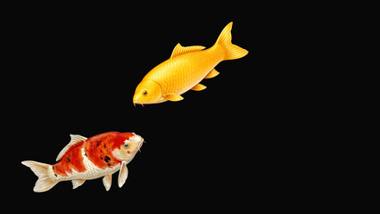 Fototapeta premium Twin Koi Fish on Black Background – Luxury Japanese 4K Wallpaper Illustration