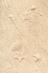 Fototapeta premium Prints of seashells and starfishes on beach sand