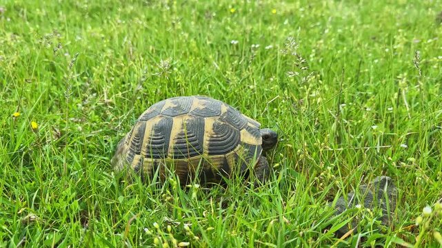 A tortoise is walking on lush green grass with small wildflowers. The sun is shining, creating a bright setting. The scene shows a calm moment in nature.