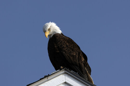 Mature bald eagle looking down from a perch on a rooftop at Homer Spit Alaska United States