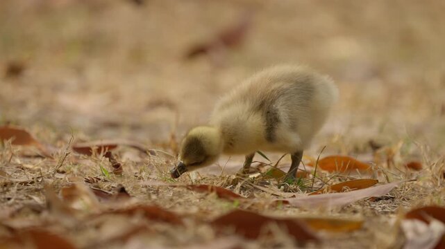 Duckling baby duck young bird foraging ground grass leaf wildlife nature outdoor baby gosling fluffy chick yellow feather ground feeding wildlife scene nature habitat outdoor animal close view soft